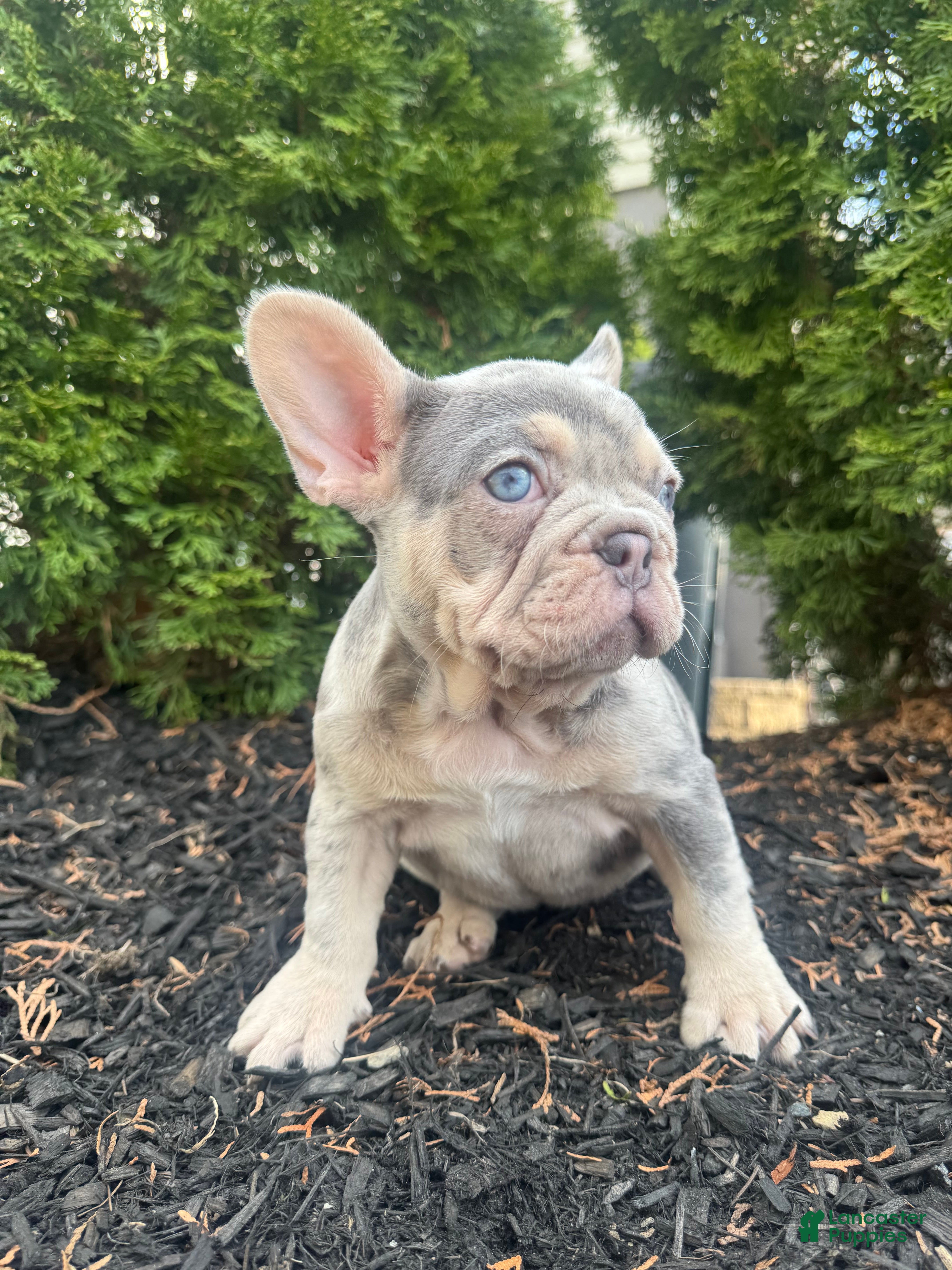French Bulldog dogs Prada - Ad 1