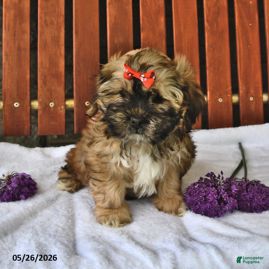 Teddy Bear dogs Alice - Ad 1