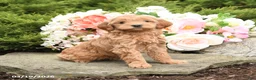 Mini Goldendoodle dogs for sale: Shirley - Ad 3