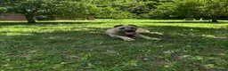 Cane Corso dogs for sale: ASH - Ad 4