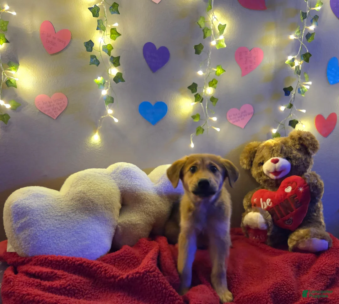 Mixed Breed dogs for sale: Purple Princess  - Ad 3