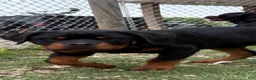 Rottweiler dogs for sale: Leo - Ad 4