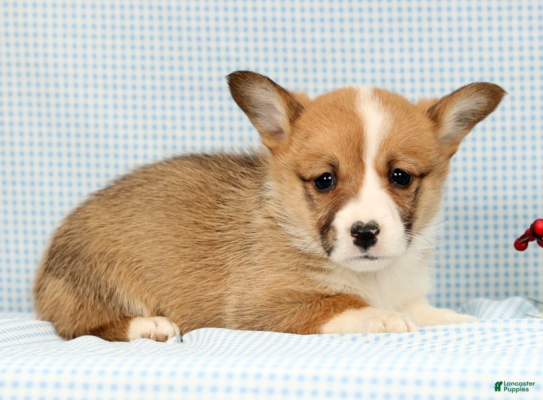 Welsh Corgi Pembroke dogs for sale: India - Ad 4