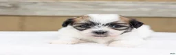 Teddy Bear dogs for sale: Birch - Ad 3