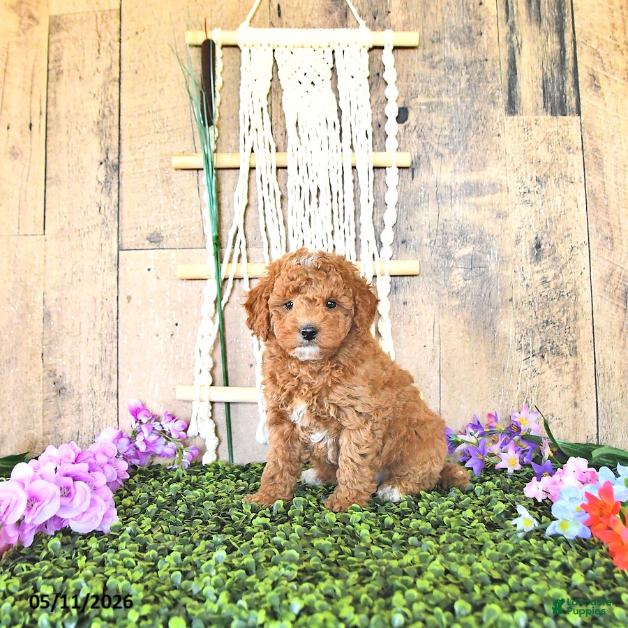 Mini Goldendoodle dogs Mr Homestead - Ad 1
