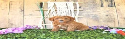 Mini Goldendoodle dogs for sale: Mr Homestead - Ad 1