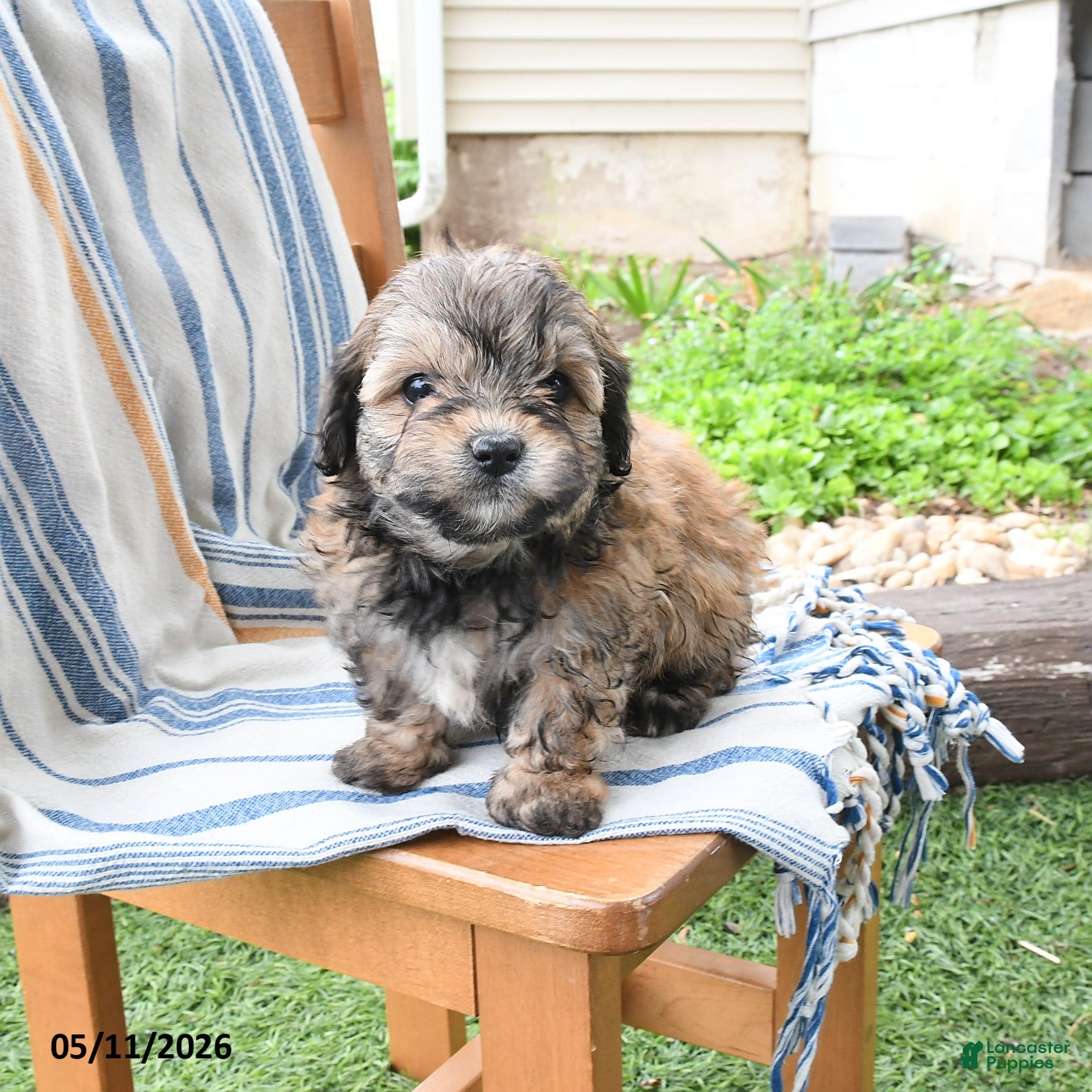 Maltipoo dogs for sale: Sonya - Ad 3