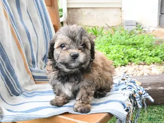 Maltipoo dogs for sale: Sonya - Ad 3