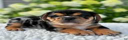 Mixed Breed dogs for sale: Olly - Ad 3