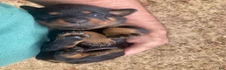 Rottweiler dogs for sale: Poseidon - Ad 17