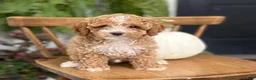 Cockapoo dogs for sale: Milo - Ad 4
