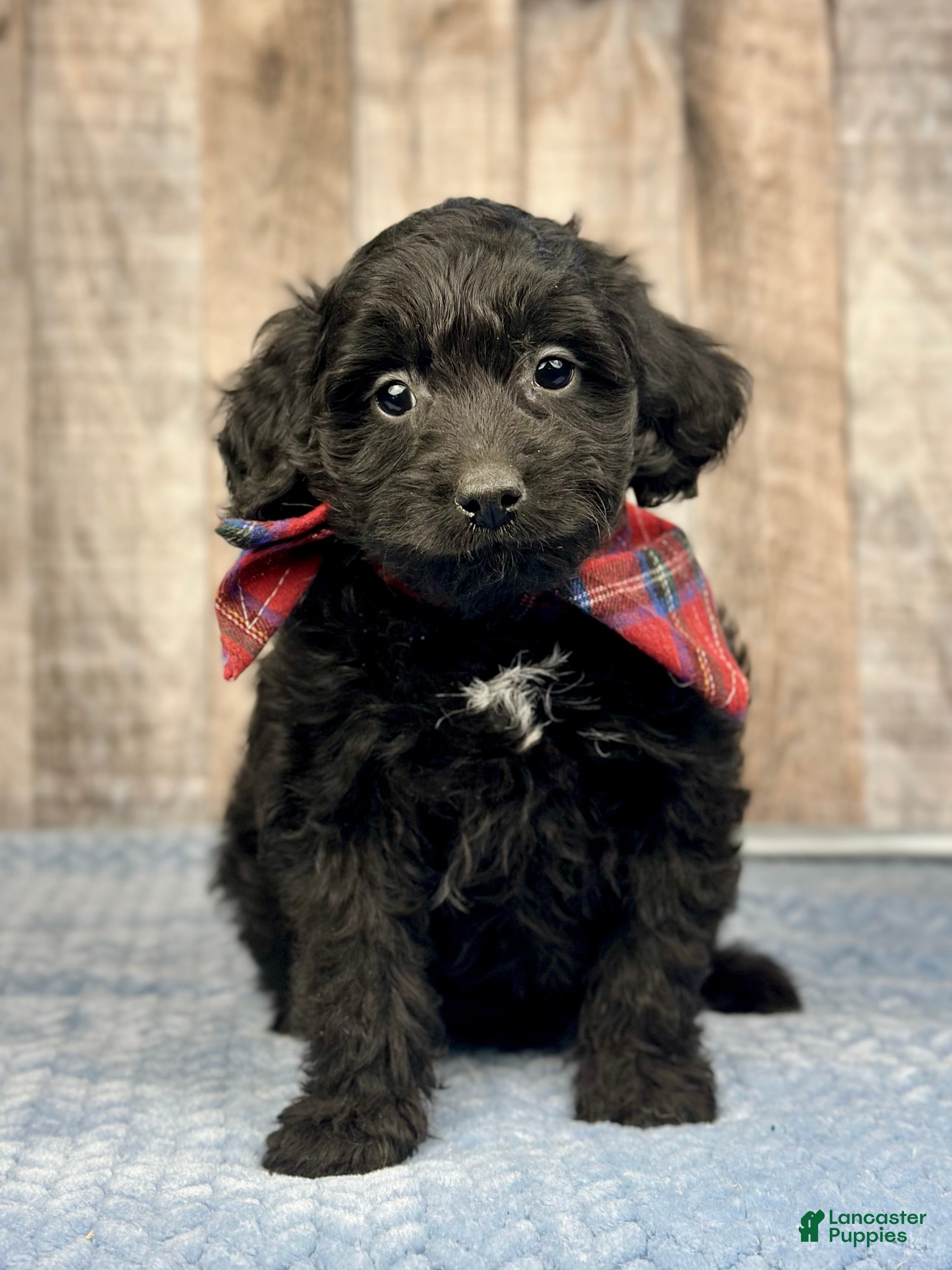 Mini Bernedoodle dogs Boy Rocket - 5118 - Ad 25