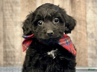 Mini Bernedoodle dogs Boy Rocket - 5118 - Ad 25