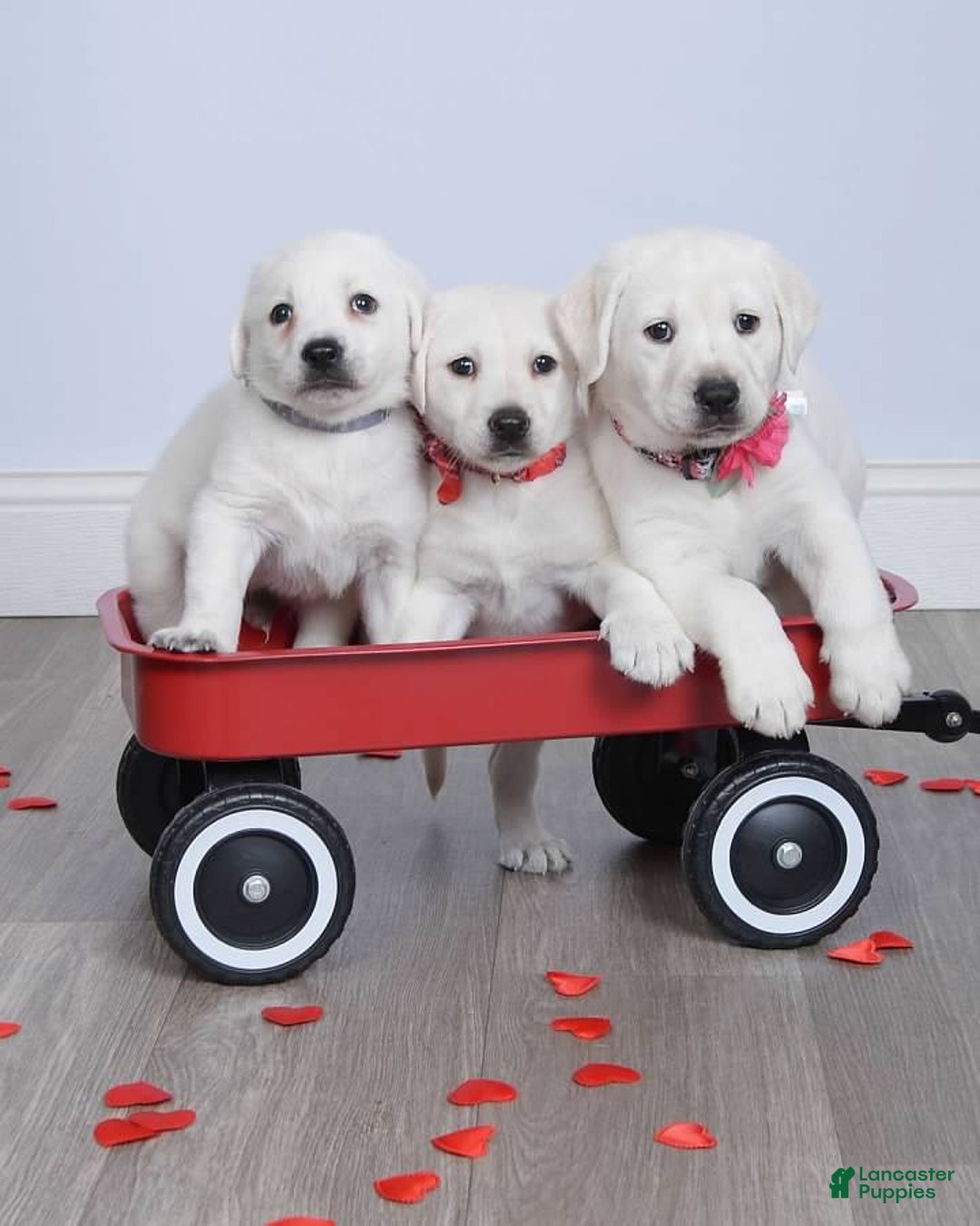 Labrador Retriever dogs for sale: Labrador Retriever Puppy 5 - Ad 6