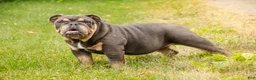 English Bulldog dogs for sale: Xena - Ad 8