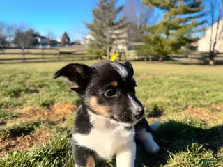 Mixed Breed dogs Rocky - Ad 35