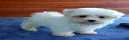 Maltese dogs for sale: Bentley - Ad 2