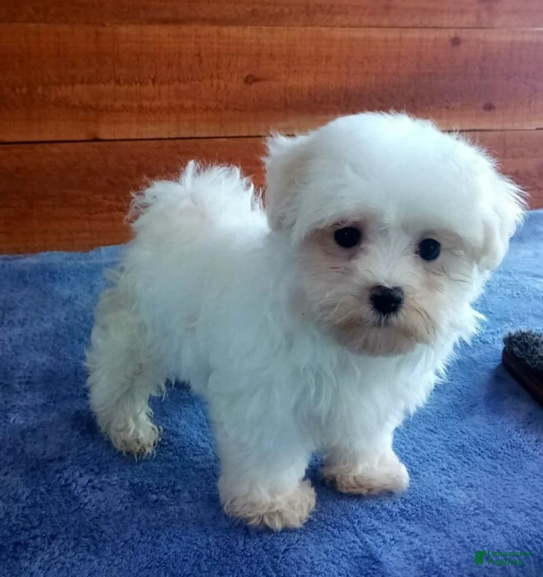 Maltese dogs for sale: Bentley - Ad 2