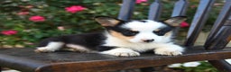 Welsh Corgi Pembroke dogs for sale: Cecil - Ad 3