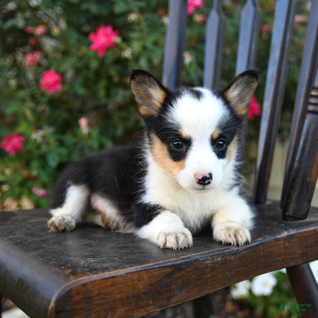 Welsh Corgi Pembroke dogs for sale: Cecil - Ad 3