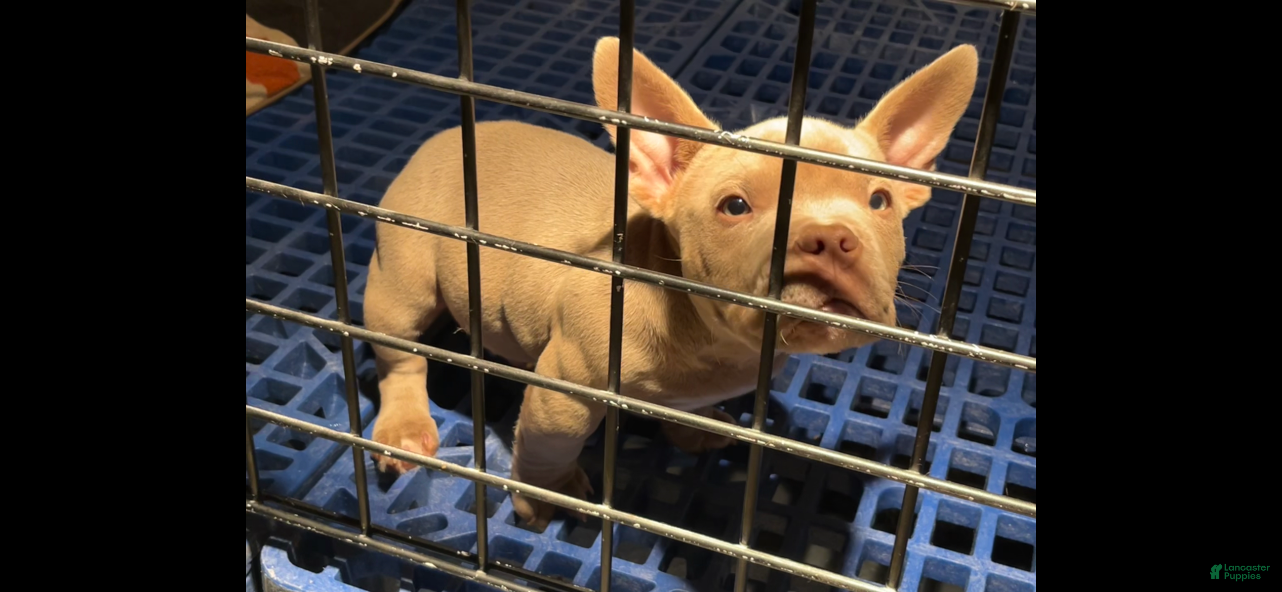 American Bully dogs First pick male - Ad 1