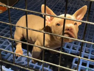 American Bully dogs First pick male - Ad 17