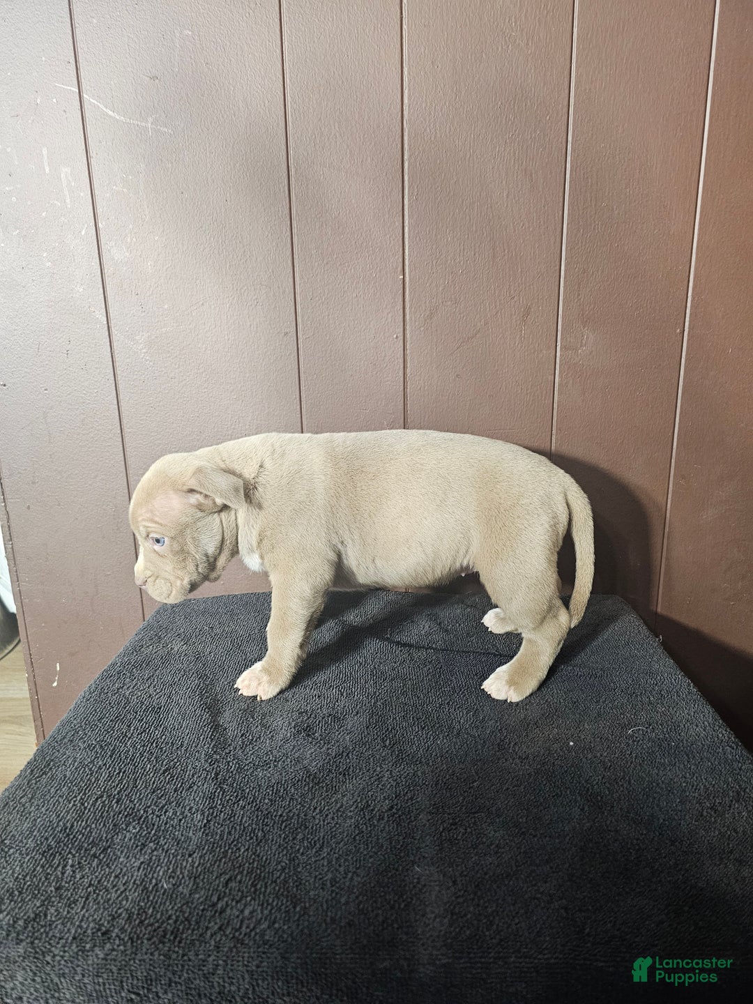 American Bully dogs for sale: Sasha - Lilac - Ad 3