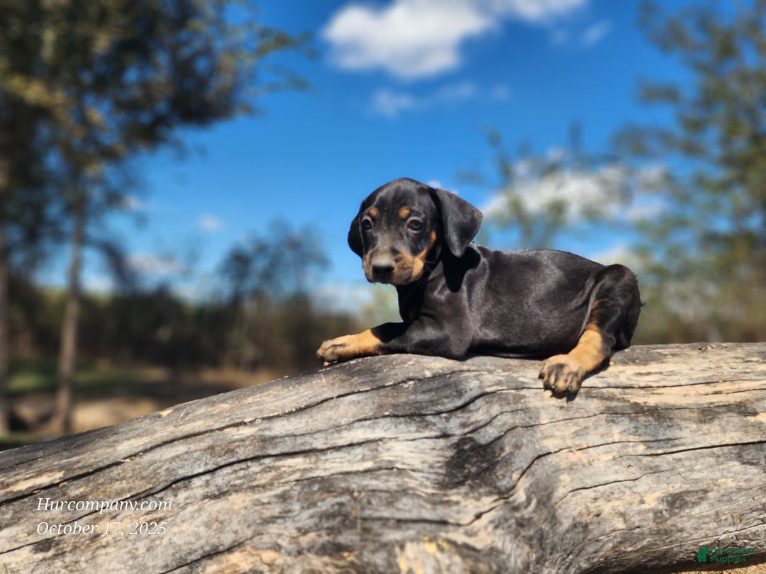 Catahoula Leopard Dog dogs for sale: Bug 2025 Female 2 - Ad 2