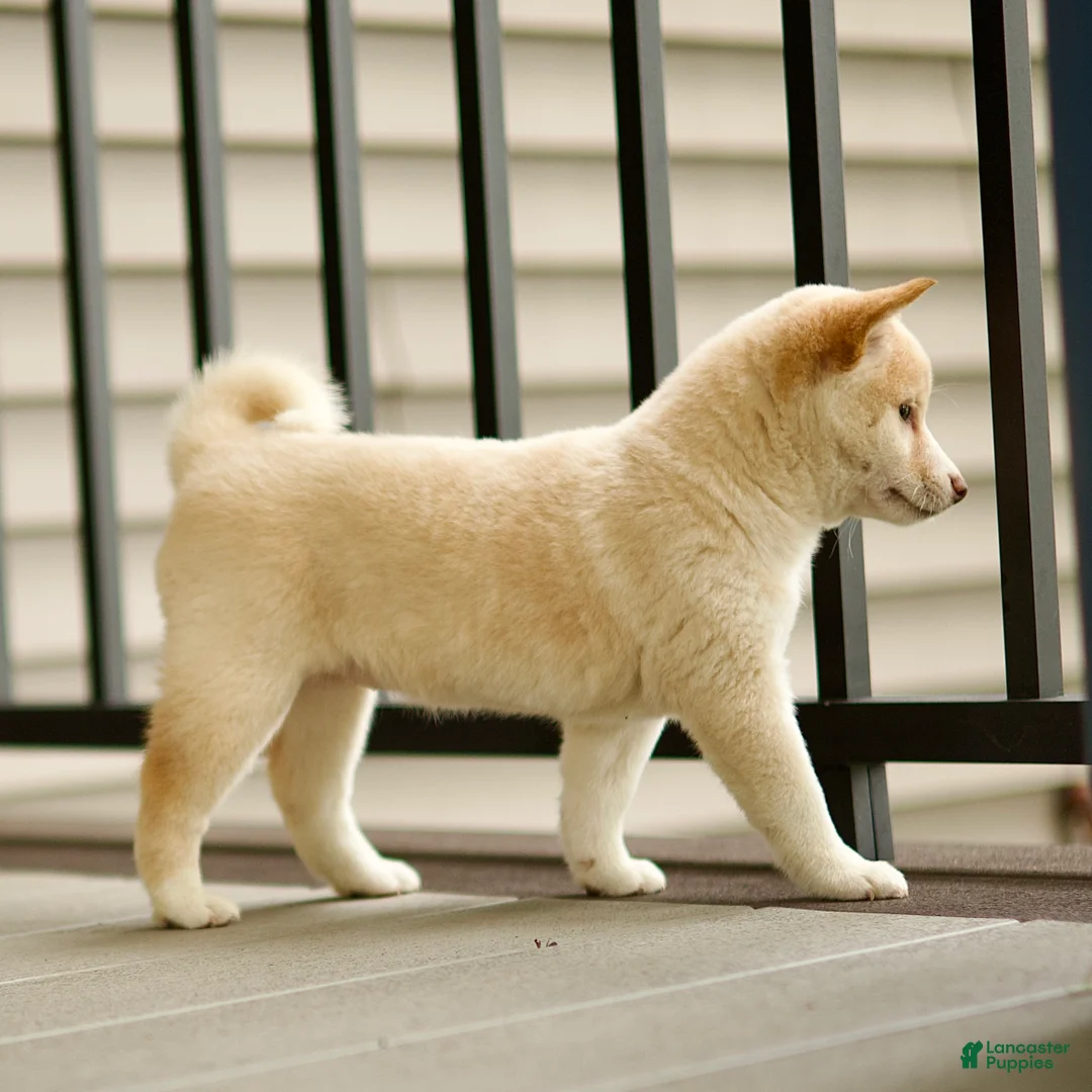 Shiba Inu dogs for sale: Cora - Ad 5