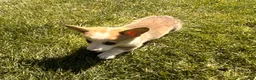 Welsh Corgi Pembroke dogs for sale: Floyd - Ad 17