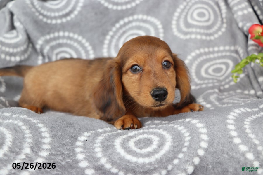 Dachshund dogs Conner - Ad 2