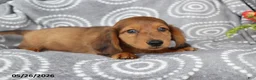 Dachshund dogs for sale: Conner - Ad 2