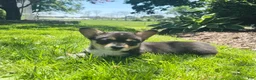 Welsh Corgi Pembroke dogs for sale: Hank - Ad 4