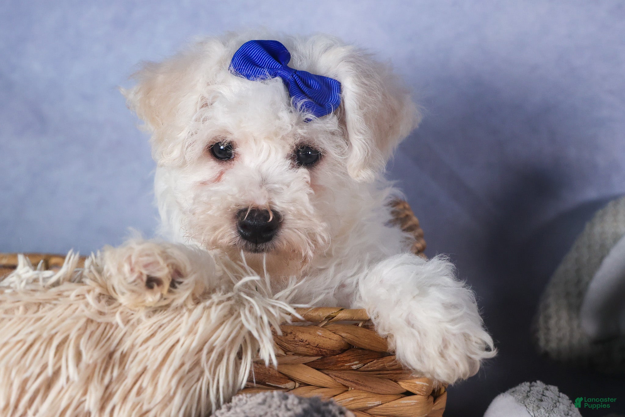 Bichon Frise dogs Dakota - Ad 1