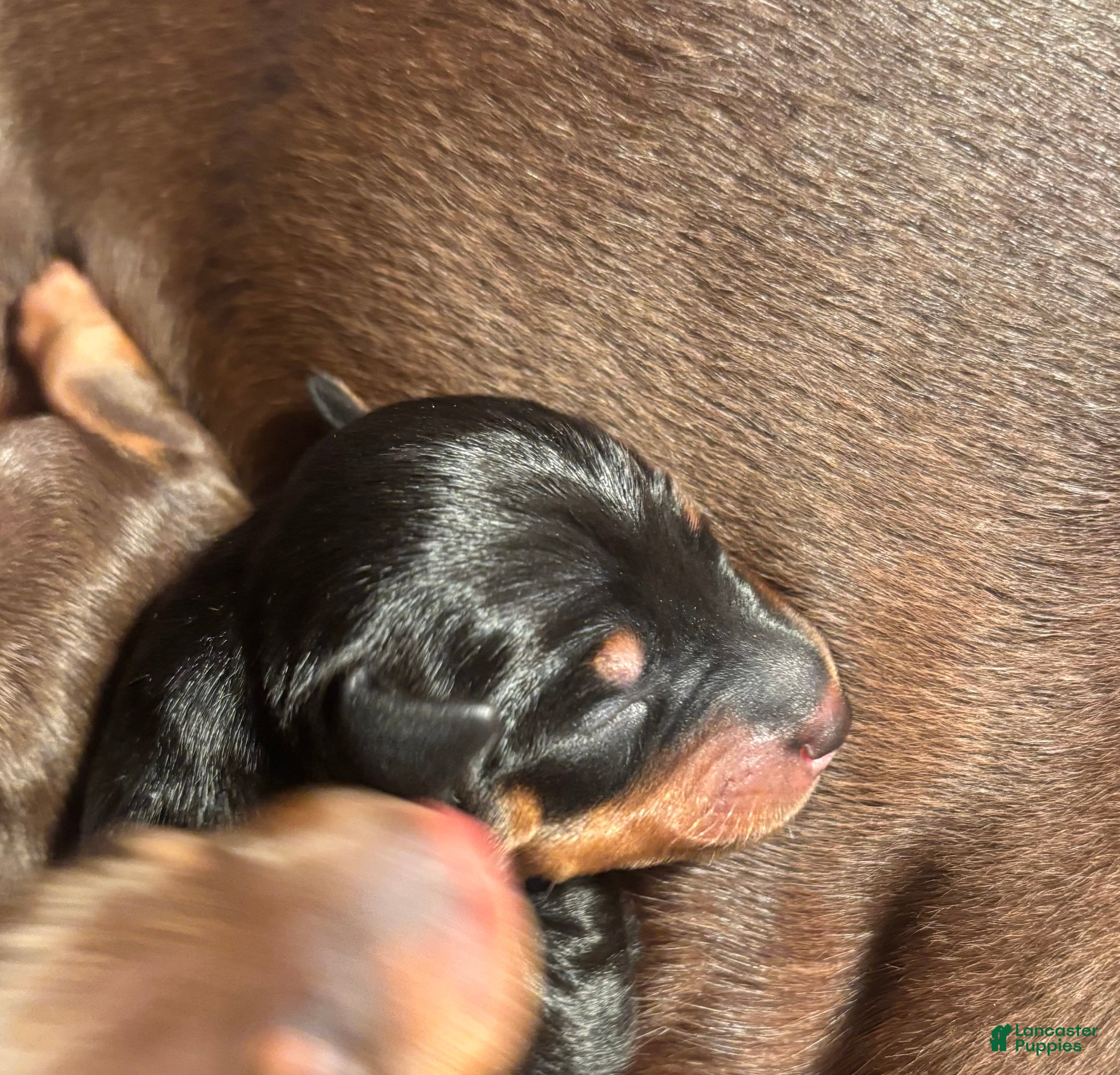 Miniature Pinscher dogs Miniature Pinscher Puppy 2 - Ad 17