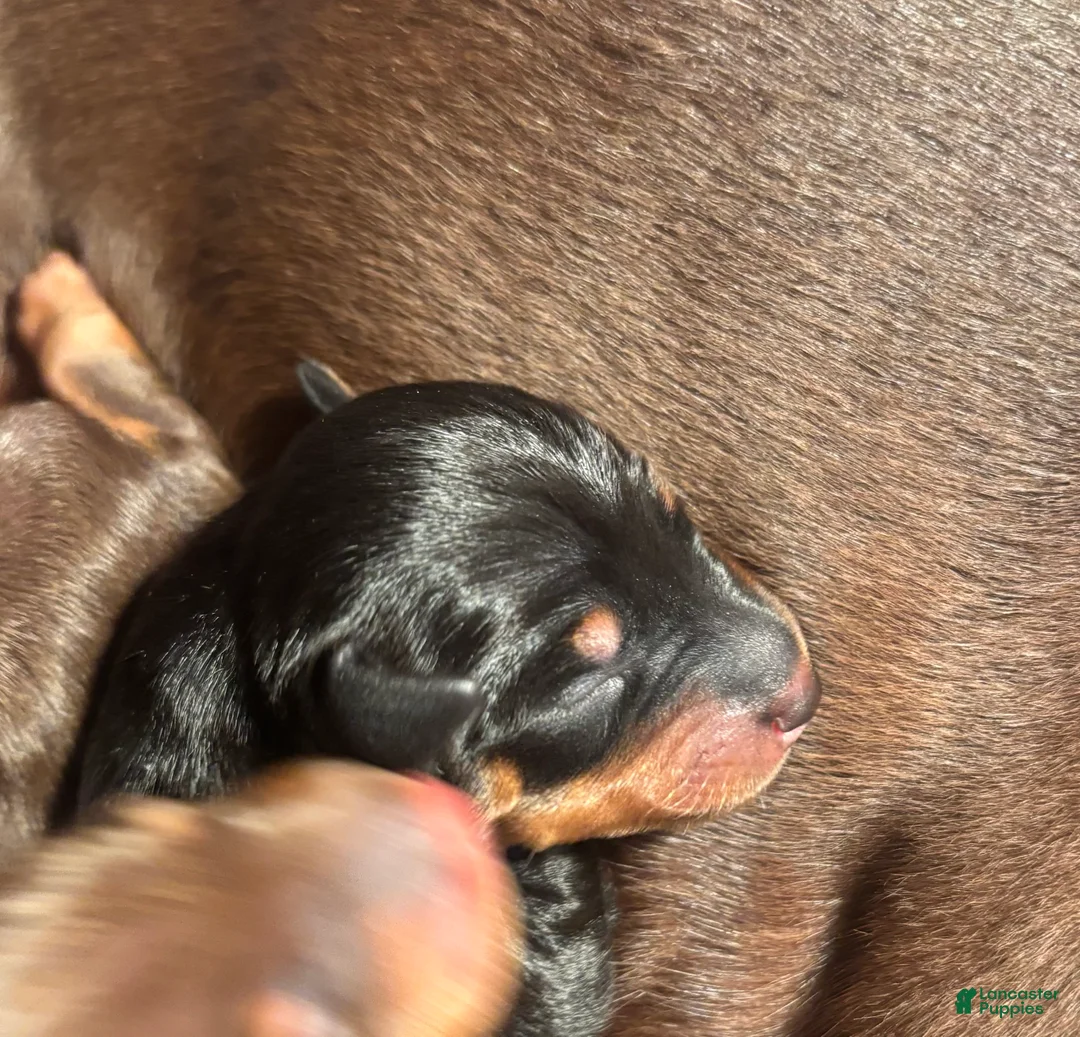 Miniature Pinscher dogs for sale: Miniature Pinscher Puppy 2 - Ad 1