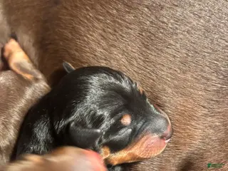 Miniature Pinscher dogs Miniature Pinscher Puppy 2 - Ad 17