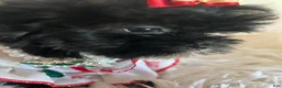 Shihpoo dogs for sale: Shihpoo 1 - Ad 9