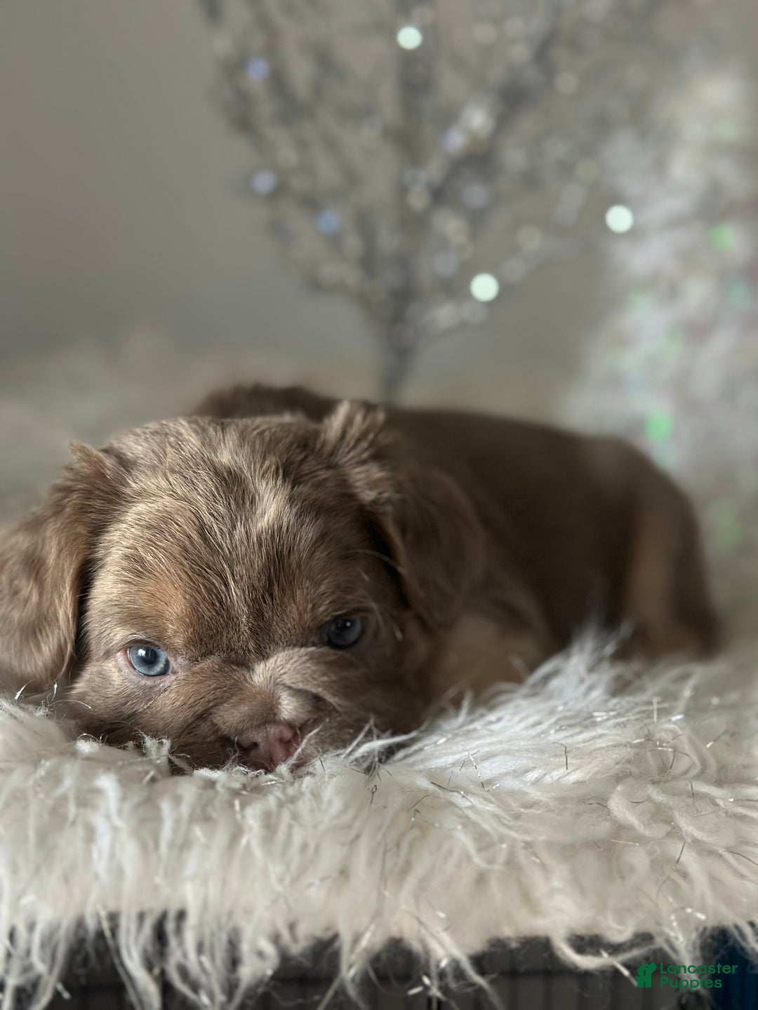 French Bulldog dogs for sale: Isabella and tan fluffy pink carrier - Ad 3