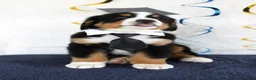 Bernese Mountain Dog dogs for sale: Marshall - Ad 4
