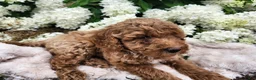 Miniature Poodle dogs for sale: Buster  - Ad 4