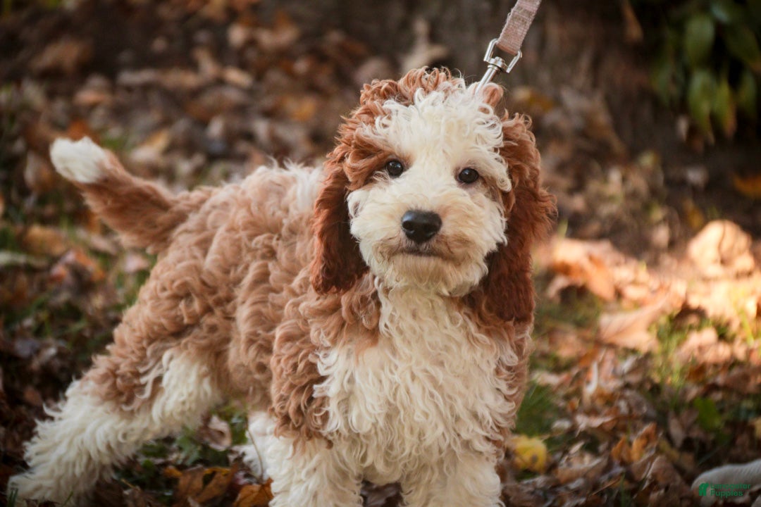Cavapoo dogs for sale: Larry Cavapoo  - Ad 2