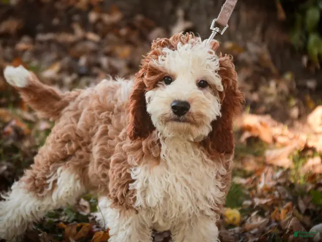 Cavapoo dogs for sale: Larry Cavapoo - Ad 2