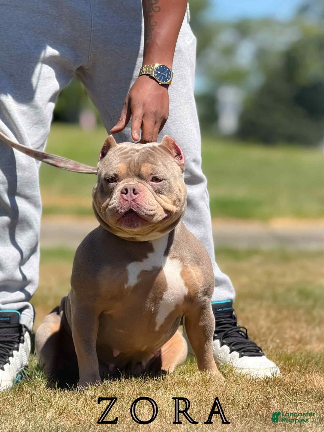 American Bully dogs for sale: American Bully Puppy 5 - Ad 3
