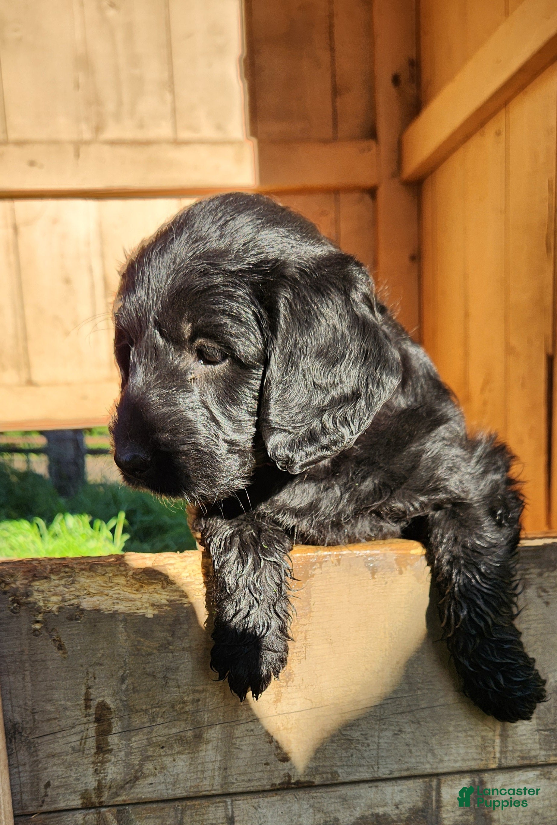 Labradoodle dogs Miss Lavender - Ad 2