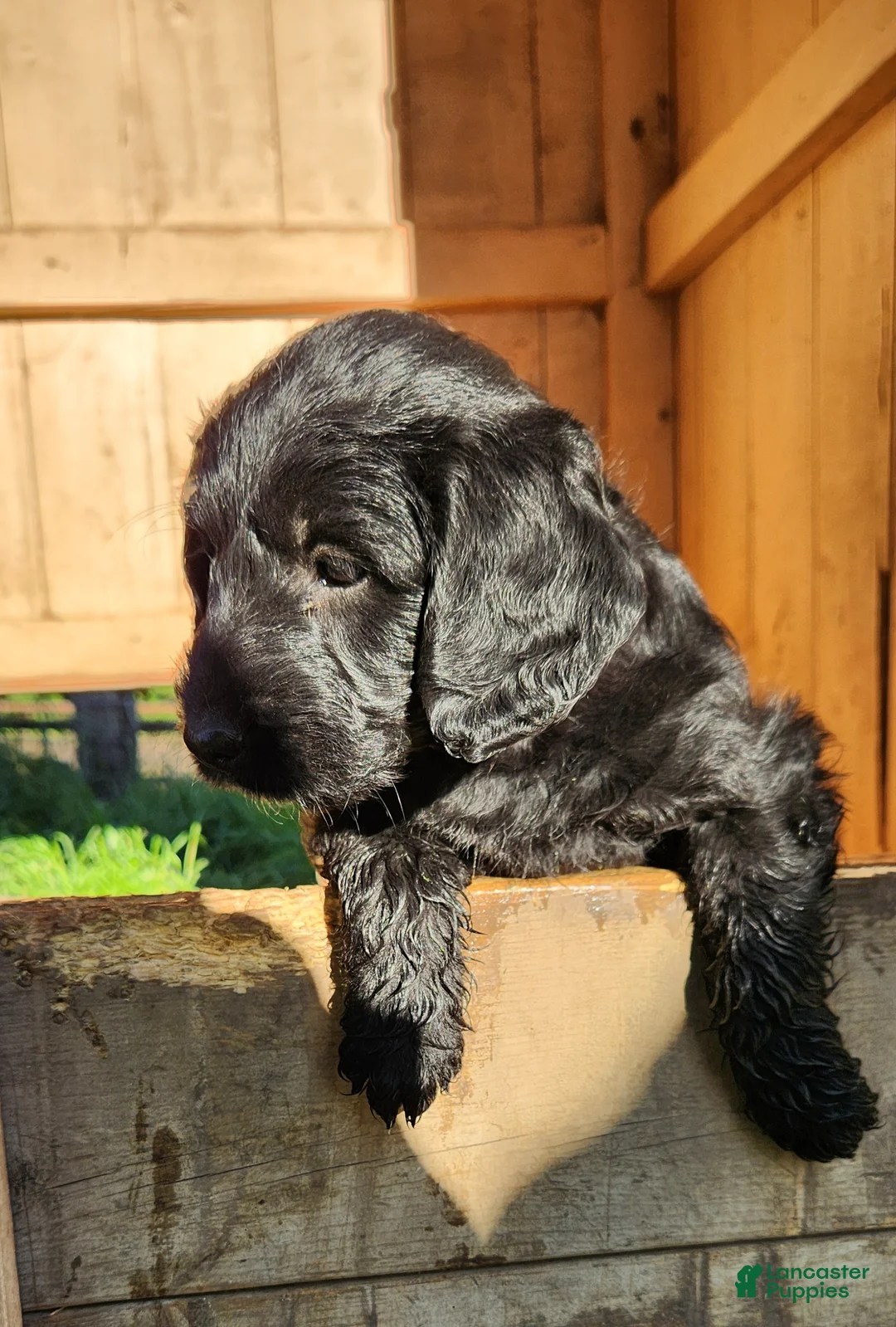Labradoodle dogs for sale: Miss Lavender - Ad 2