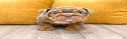 English Bulldog dogs for sale: Felix - Ad 4