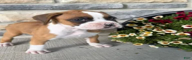 Dan