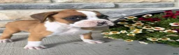 Boxer dogs for sale: Dan - Ad 1