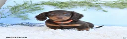 Miniature Dachshund dogs for sale: Sandy - Ad 2